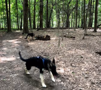 Messenger Marsh Dog Park